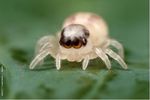  arachnid arthropod cute eye feral jumping_spider leaf photo real spider unknown_artist young 