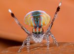  colorful cute jumping_spider photo real spider 