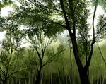  bad_pixiv_id bamboo bamboo_forest forest green leaf monochrome nature no_humans no_lineart original scenery silhouette sofy tree 