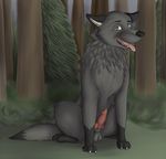  balls canine erection feral forest fur gray_fur grey_fur knot male mammal outside penis solo tree wolf wood zoophilic 
