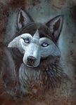  blue_eyes canine dog feral hibbary husky hybrid mammal portrait solo wolf 
