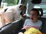  car derp equine fear horse human humor kid nightmare_fuel photo real screaming tagme what window young 