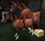  anal equine feral gay horse human male second_life threesome 