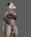  breasts eyes_closed female mammal marsupial masturbation nipples nude opossum penetration pig_(artist) pouch pussy solo tail_sex tongue tongue_out whiskers 