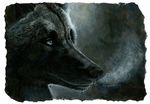 black black_fur breath canine fur hibbary male mammal portrait solo wolf 