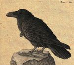  avian black_feathers feral medallion plain_background qzurr raven runes sitting solo 