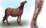  apoptosis cheetah equine feline horse kiba kibacheetah swallowing vorarephilia vore 