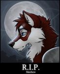  canine fox grave male mammal matthew moon night rip solo wolfy-nail 