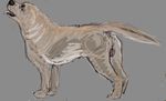 dog female feral gdane labrador mammal 