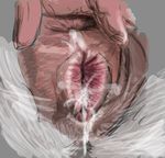  anatomically_correct anatomically_correct_pussy anus bestiality caprine close-up cum cum_inside female feral gdane goat interspecies mammal pussy spread_pussy spreading 