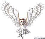  anyare avian barn_owl claws feral flying hindpaw owl paws solo talons 