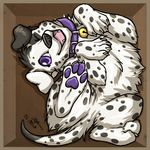  collar dalmatian dog feral j_c mammal solo 