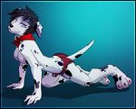  arm_support black_hair blue_eyes breasts canine claws dalmatian digitigrade dog female hair hindpaw lace lapres looking_at_viewer mammal nipples panties paws pinup pose presenting scarf seductive short_hair smile solo spots topless underwear 