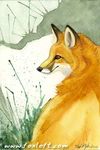  ambiguous_gender canine feral fox foxfeather mammal solo traditional_media watercolor watercolour 