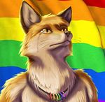  anal_patriot canine flag fox pride tear 