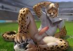  2018 anthro ball balls black_spots blonde_hair blue_eyes bottomless cheetah chunie claws clothed clothing detailed_background digital_media_(artwork) ear_piercing erection feline fur germany hair hi_res humanoid_penis looking_at_viewer lying male mammal on_back orange_fur outside partially_retracted_foreskin pawpads penis piercing reclining shirt smile smirgel soccer soccer_ball soccer_field soccer_uniform solo sport spots spotted_fur teeth toe_claws tongue uncut whiskers white_fur 