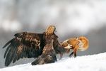  aigle avian bird canine claws eagle feathers feral fight fox mammal predator prey rape_face real snow talons wings 
