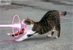  cat feline lazer streching tagme 