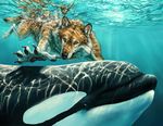  canine cetacean marine orca reflection swimming werewolf werewolf_calendar yellow_eyes 