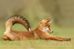 canine cute depth_of_field feral fox grass lying mammal outside photo raised_tail real redfox solo stretching tailferal thrumyeye watermark whiskers 