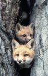  canine cub cute feral fox mammal photo real tree unknown_artist wood young 