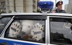  ambiguous_gender arrested artic bear car detained environmentalists fursuit greenpeace hat male mammal paws polar polar_bear police protest protesting real russia sad ursidae window 