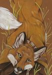  canine ear_piercing fox fur jewelry looking_at_viewer lying male mammal nduli necklace orange_fur piercing solo yellow_eyes 