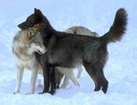  black canine documentary female male snow source_request white wolf 