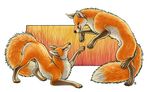  canine feral fox male mammal sheath shinigamigirl 