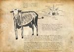  bone cow creature english gen_2_pokemon horns michael_casteel miltank no_humans pokemon pokemon_(creature) skeleton text_focus 