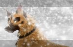  brown_eyes brown_fur canine collar dog fur kocurzyca male mammal snow solo winter 