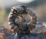 armadillo_lizard doing_it_wrong eating eating_own_tail griffinbing_(artist) infinity lizard ouroboros real reptile rock rocky scalie tail_bite vore 