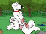  anal anal_penetration anthro balls blush brian_griffin canine collar cum cumshot dog family_guy gay jasper male oral oral_sex orgasm outside park penetration penis piercing rimming sex 