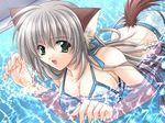  :d animal_ears bikini breasts cleavage dog_ears dog_paddle dog_tail drain_(object) dutch_angle floral_print game_cg green_eyes hinata_(okaeshi_beast!!) indoors large_breasts long_hair non-web_source okaeshi_beast!! open_mouth partially_submerged pool silver_hair smile solo swimming swimsuit tail yamamoto_kazue 