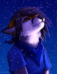  brown_eyes canine clothing falvie fox grey_hair hair looking_up male mammal scarf shirt snow snowing solo 