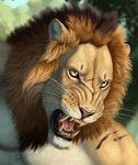  close-up face feline feral fur headshot_portrait lion male mammal myenia portrait snarling solo teeth tongue yellow_eyes 