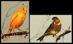  avian beak bird brown_feathers canary feral no_swift orange_feathers wings yellow_feathers 