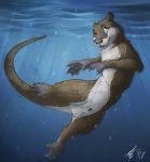 2018 animal_genitalia anthro balls blue_eyes brown_fur claws fur lizet looking_up male mammal maskedhusky multicolored_fur mustelid nude otter sheath signature solo swimming toe_claws two_tone_fur underwater water webbed_feet webbed_hands webbing whiskers white_balls 
