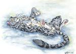  feline jc leopard lying mammal outside snow snow_leopard 