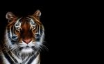  abstract amber_eyes ambiguous_gender black_background feline glowing hi_res looking_at_viewer mammal plain_background solo tiger unknown_artist wallpaper whiskers 