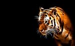  ambiguous_gender black_background feline feral glowing hi_res mammal plain_background solo tiger unknown_artist wallpaper whiskers 