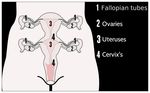  diagram double female internal me solo womb x-ray 