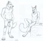  clothing fennec fox male mammal marcus reis rukis standing wolf 