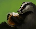  2013 alcohol ambiguous_gender badger beer drink mustelid orphen_sirius solo 