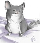  chinchilla cute fluffy fluffy_tail fur grey_fur mammal rodent simple_background sitting solo wynahiros 