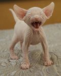  barefoot cat cub feline feral hairless mammal nude open_mouth paws pink_skin scowl solo sphinx sphynx standing teeth tongue wrinkles yawn yawning young 