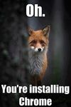  canine cute english_text feral fox gender humor image_macro joke mammal real solo text tree wood 