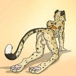  aggrobadger all_fours anus back balls butt cheetah claws digitigrade feline hindpaw looking_at_viewer looking_back male mammal nude pawpads paws perineum pink_background plain_background presenting presenting_hindquarters raised_tail soles solo toes 