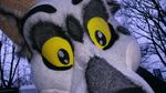  canine diego-kawasaka dog draygon fursuit fursuit_tame fursuiting fursuits husky male wolf 