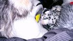  bielefeld canine cat diego-kawasaka dog draygon feline furry-meet fursuit fursuit_tame fursuiting fursuits germany husky lion male plushie psycho wolf 